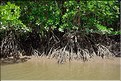 La Baie de Phang Nga côté mangrove. (20)